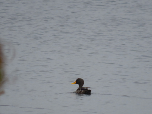 iNaturalist image