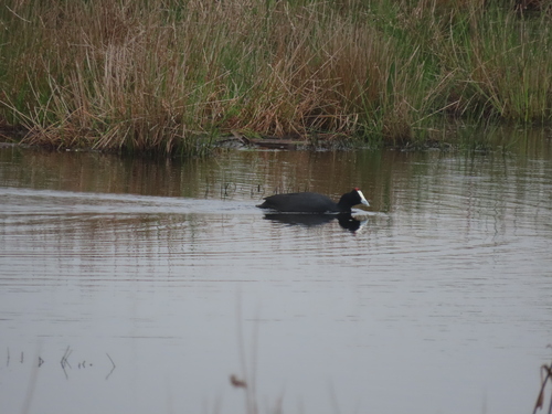 iNaturalist: (c) Nicolaas Myburgh, some rights reserved (CC BY-NC), uploaded by Nicolaas Myburgh iNaturalist image