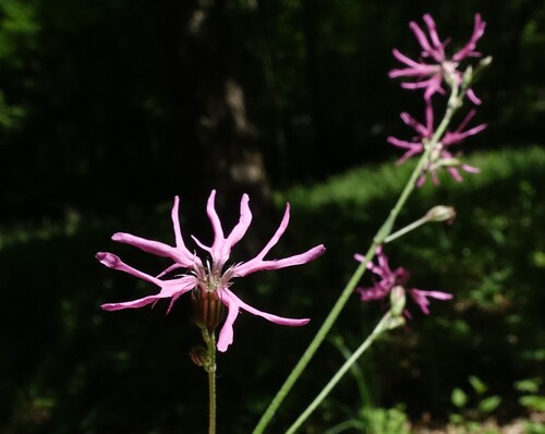 ragged-robin
