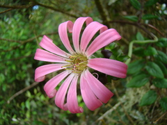 Mutisia speciosa