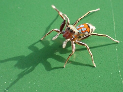 Jade Jumping Spider