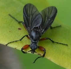 Bibio femoratus