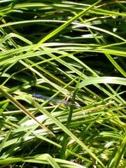 Enallagma praevarum