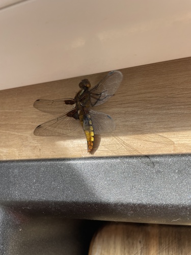 Broad-bodied Chaser