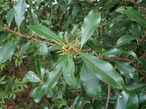 Symplocos cochinchinensis observed 2026-05-27
