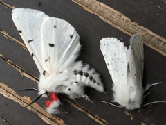 Spilosoma vestalis