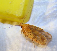 Agonopterix robiniella