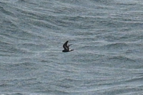 European Storm Petrel (Hydrobates pelagicus), photo 3