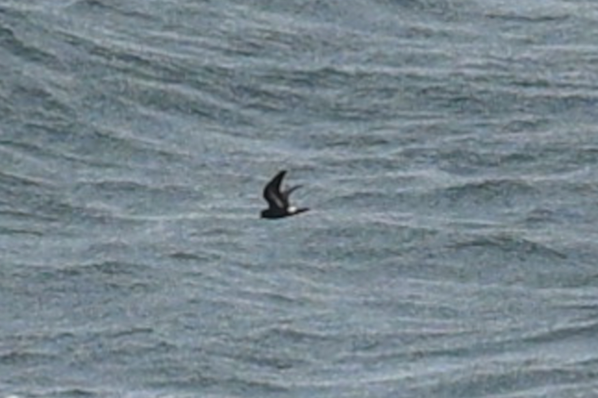 European Storm Petrel (Hydrobates pelagicus), photo 3