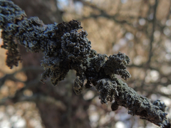 Imshaugia placorodia