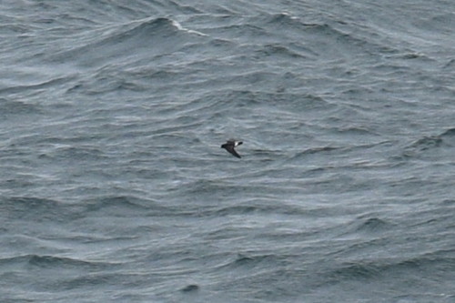 European Storm Petrel (Hydrobates pelagicus), photo 4