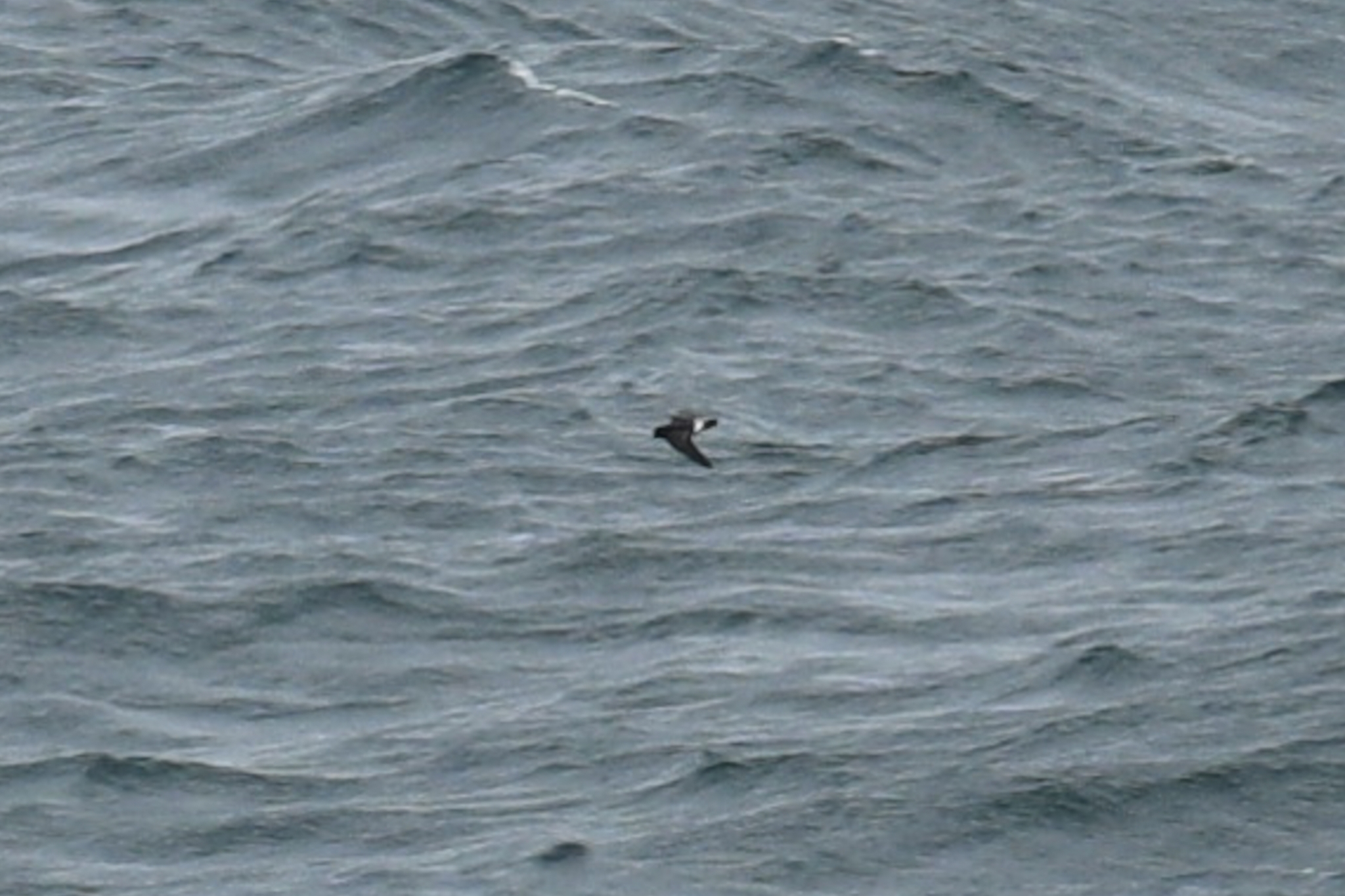 European Storm Petrel (Hydrobates pelagicus), photo 4