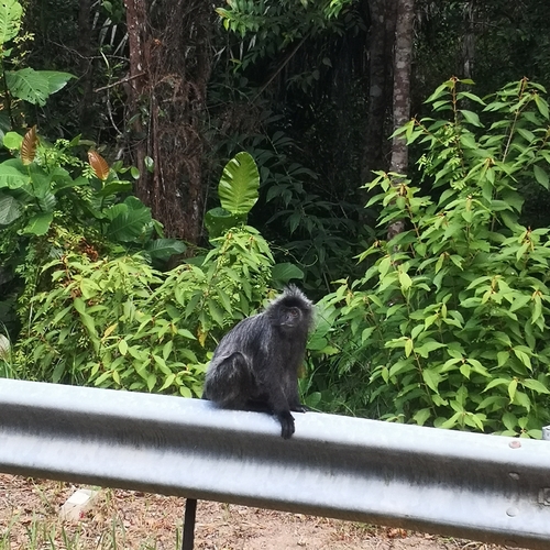 Trachypithecus cristatus