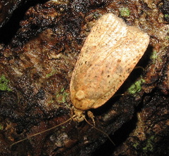 Agonopterix thelmae