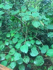 Dendrocnide moroides