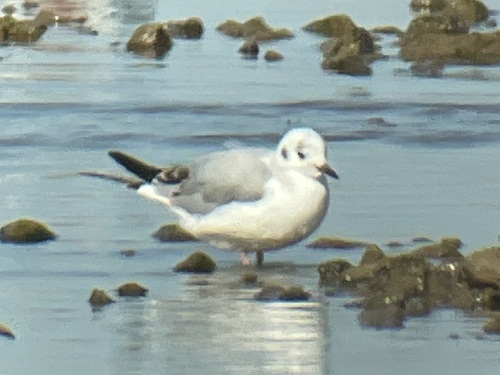 Gaviota de Bonaparte (Chroicocephalus philadelphia)