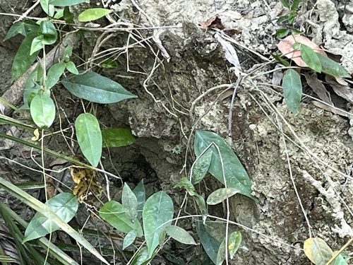 Hoya carnosa