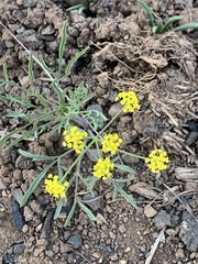 Lomatium ambiguum