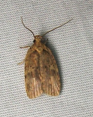 Agonopterix thelmae