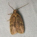 Thelma's Agonopterix Moth - Photo (c) Anita Gould, some rights reserved (CC BY-NC), uploaded by Anita