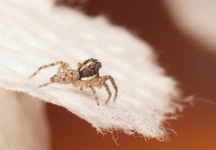 Menemerus semilimbatus