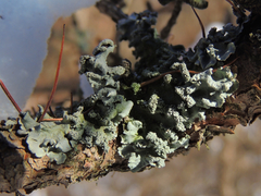 Hypotrachyna showmanii