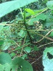 Dendrocnide moroides