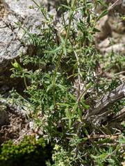 Galium stellatum