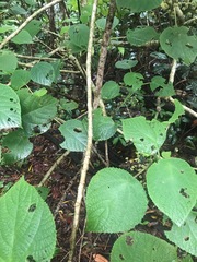 Dendrocnide moroides