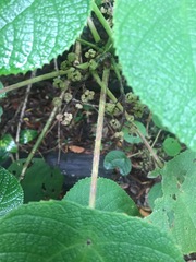 Dendrocnide moroides