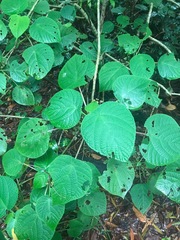 Dendrocnide moroides