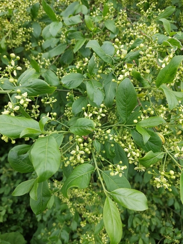 Spindle