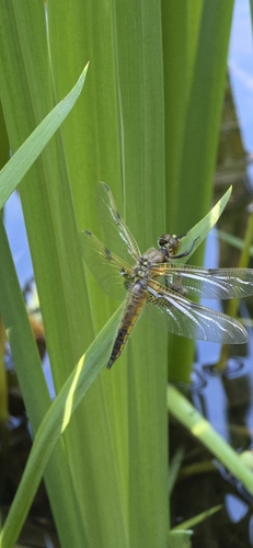 Four-spotted Skimmer