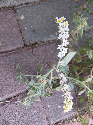 Heliotropium hirsutissimum, photograph 4