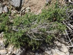Galium stellatum