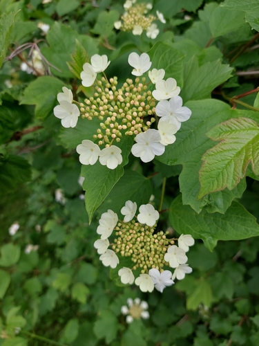 guelder-rose