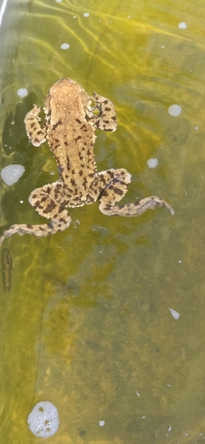 European Toad