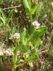 Plectritis congesta