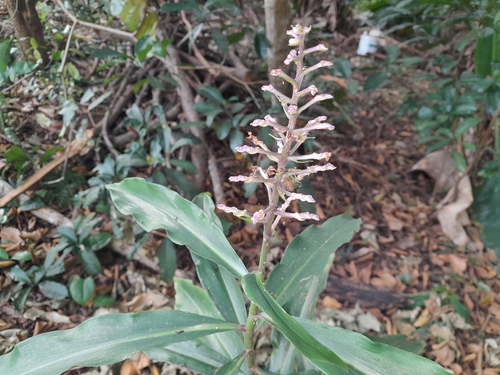 Blue ginger