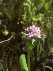 Plectritis congesta