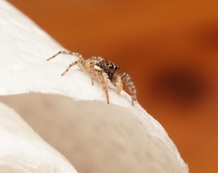 Menemerus semilimbatus