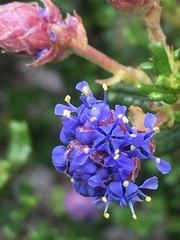 Ceanothus dentatus