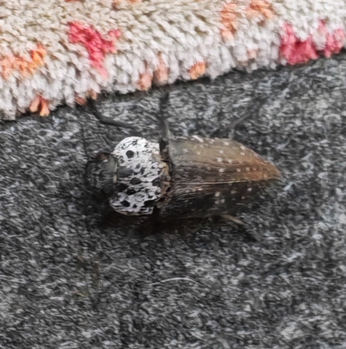 Flat-headed Root-borer