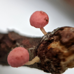 Mycena roseoflava