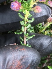 Ceanothus dentatus