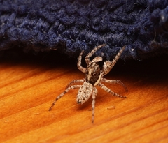 Menemerus semilimbatus