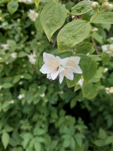 Sweet Mock Orange