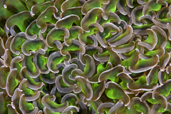 Fimbriaphyllia ancora