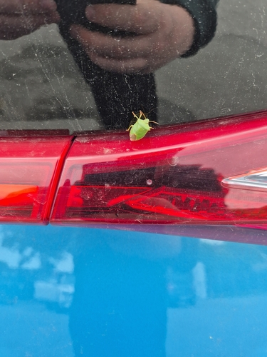 Green Shield Bug