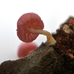 Mycena roseoflava